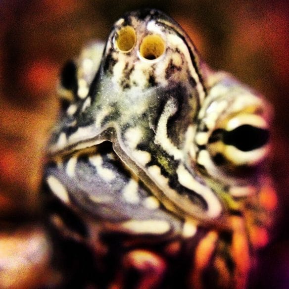 Tortuga con macro Olloclip