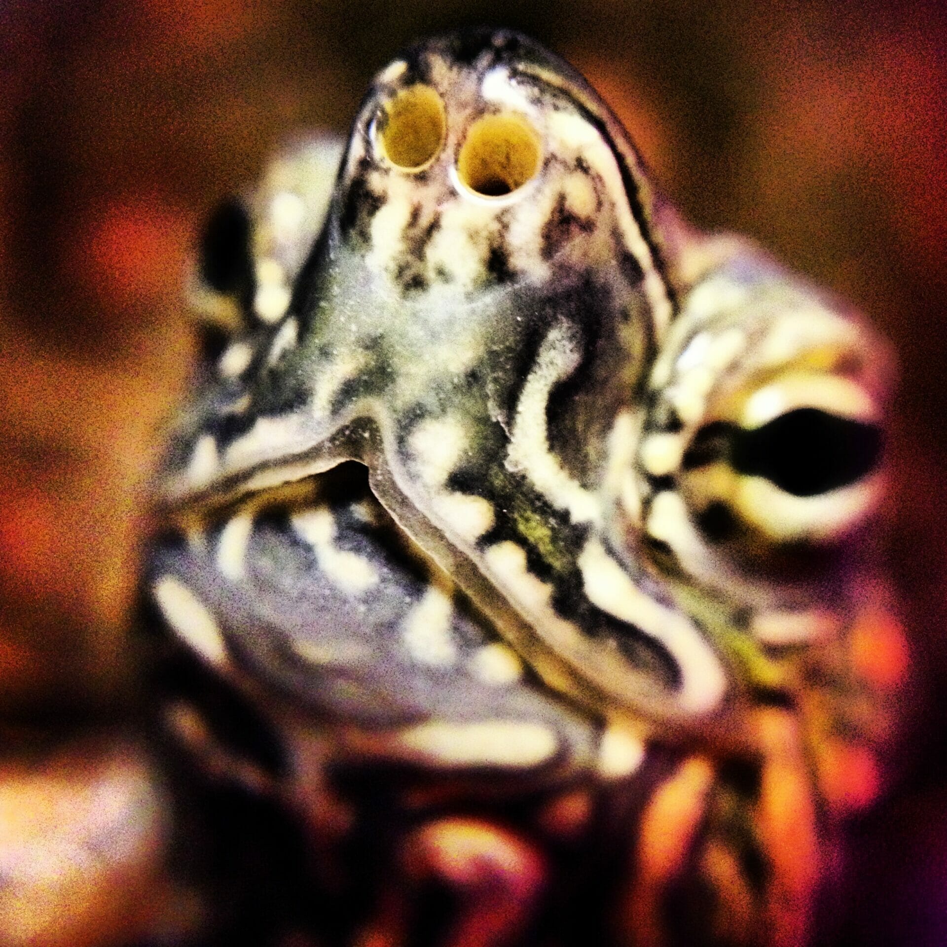 Tortuga con macro Olloclip